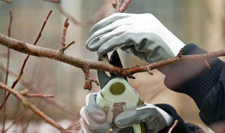 Tree Pruning